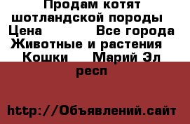 Продам котят шотландской породы › Цена ­ 2 000 - Все города Животные и растения » Кошки   . Марий Эл респ.